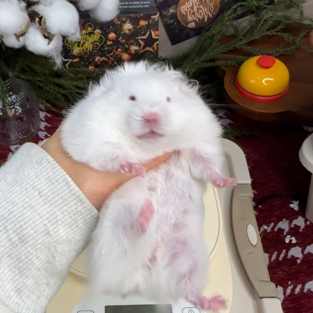 象牙白妹妹9.18生日