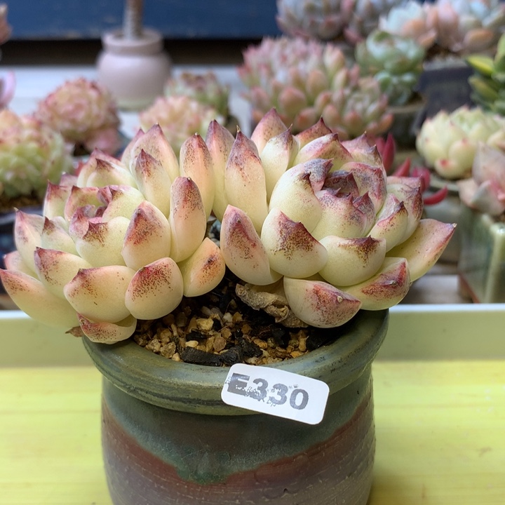 E330一物一拍带盆发