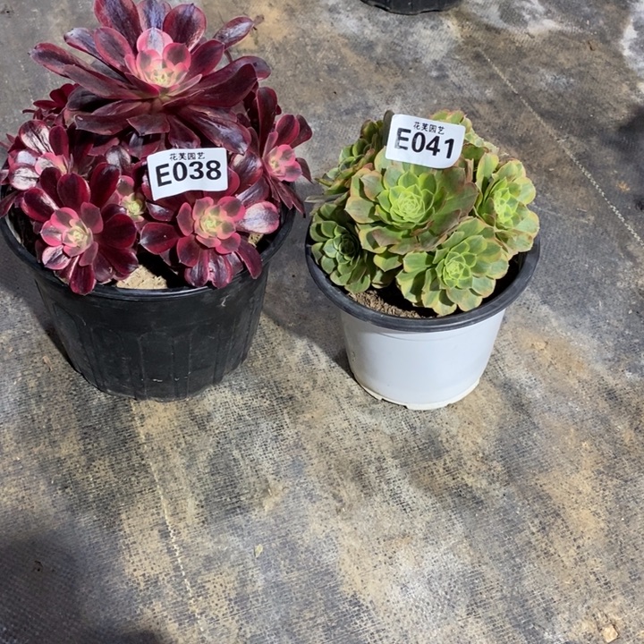 两颗组合E0380410000000