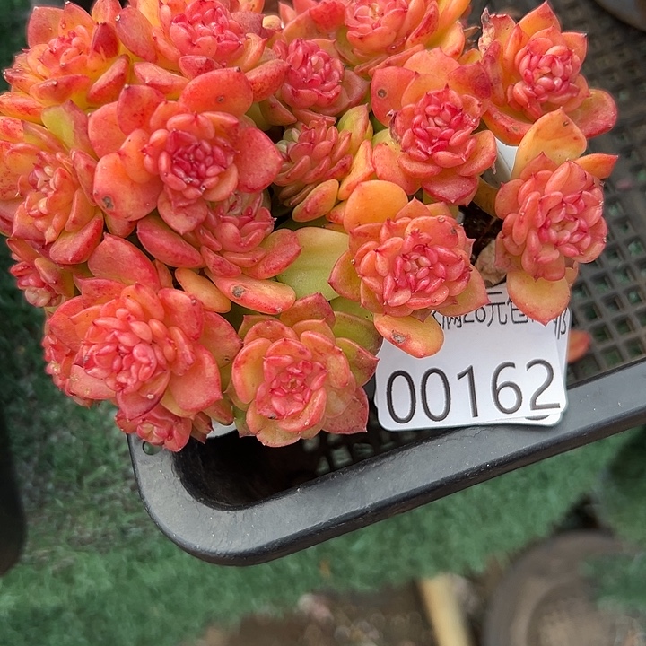 幸运的人是我自己吧笑