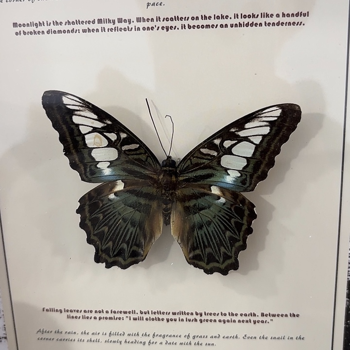 十寸复古丽蛱蝶蝴蝶