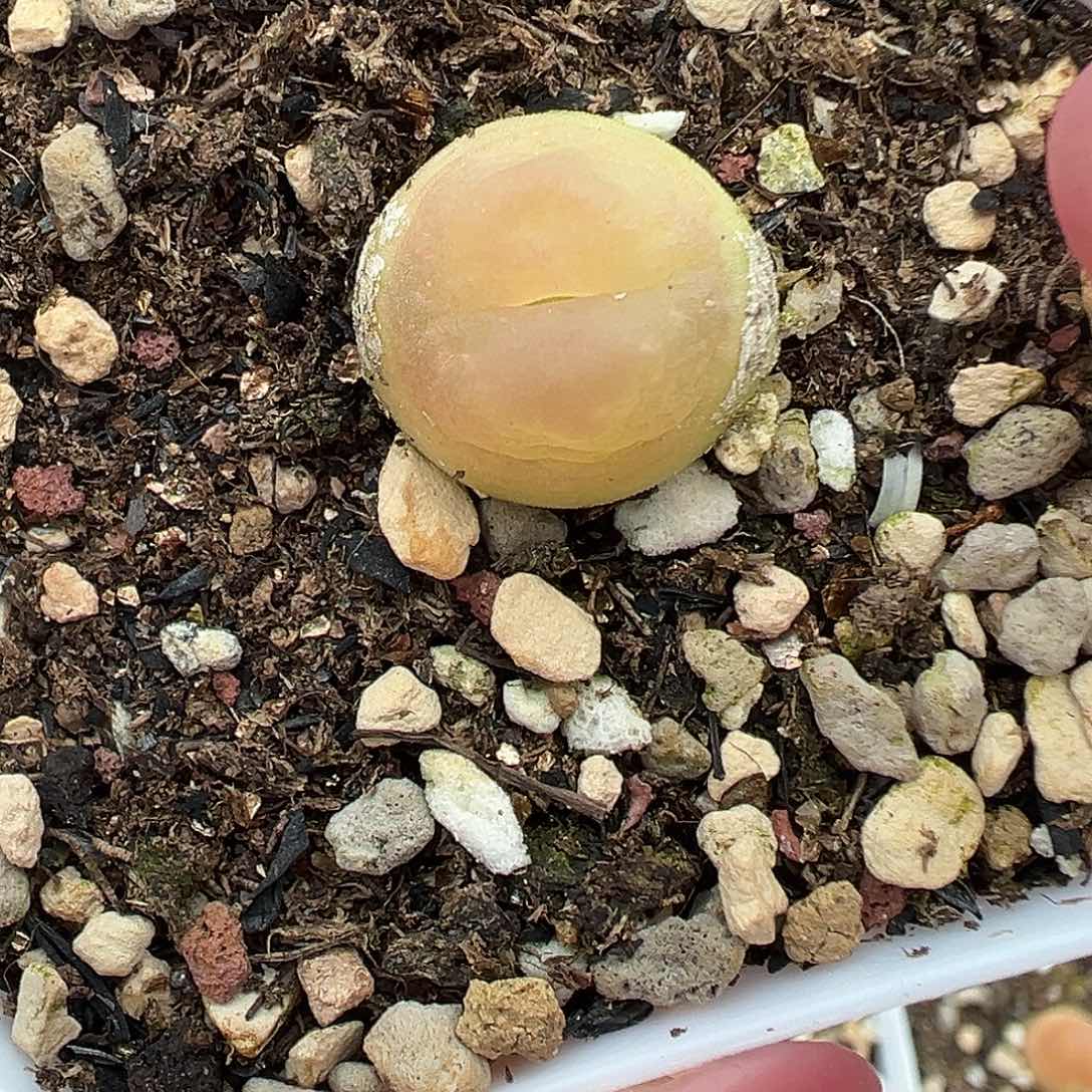 229拉登带盆土发货