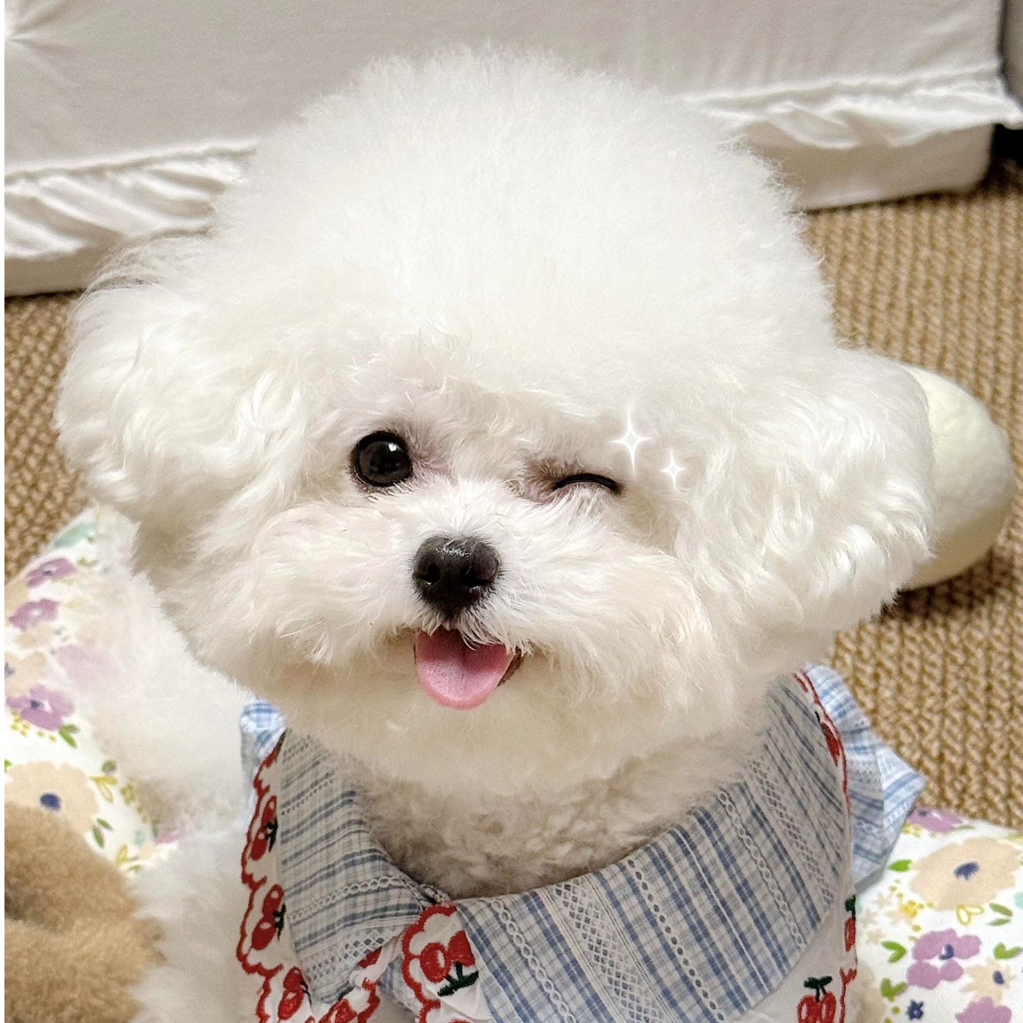 南松宠物狗养殖基地精品比熊犬链接宠物猫活体