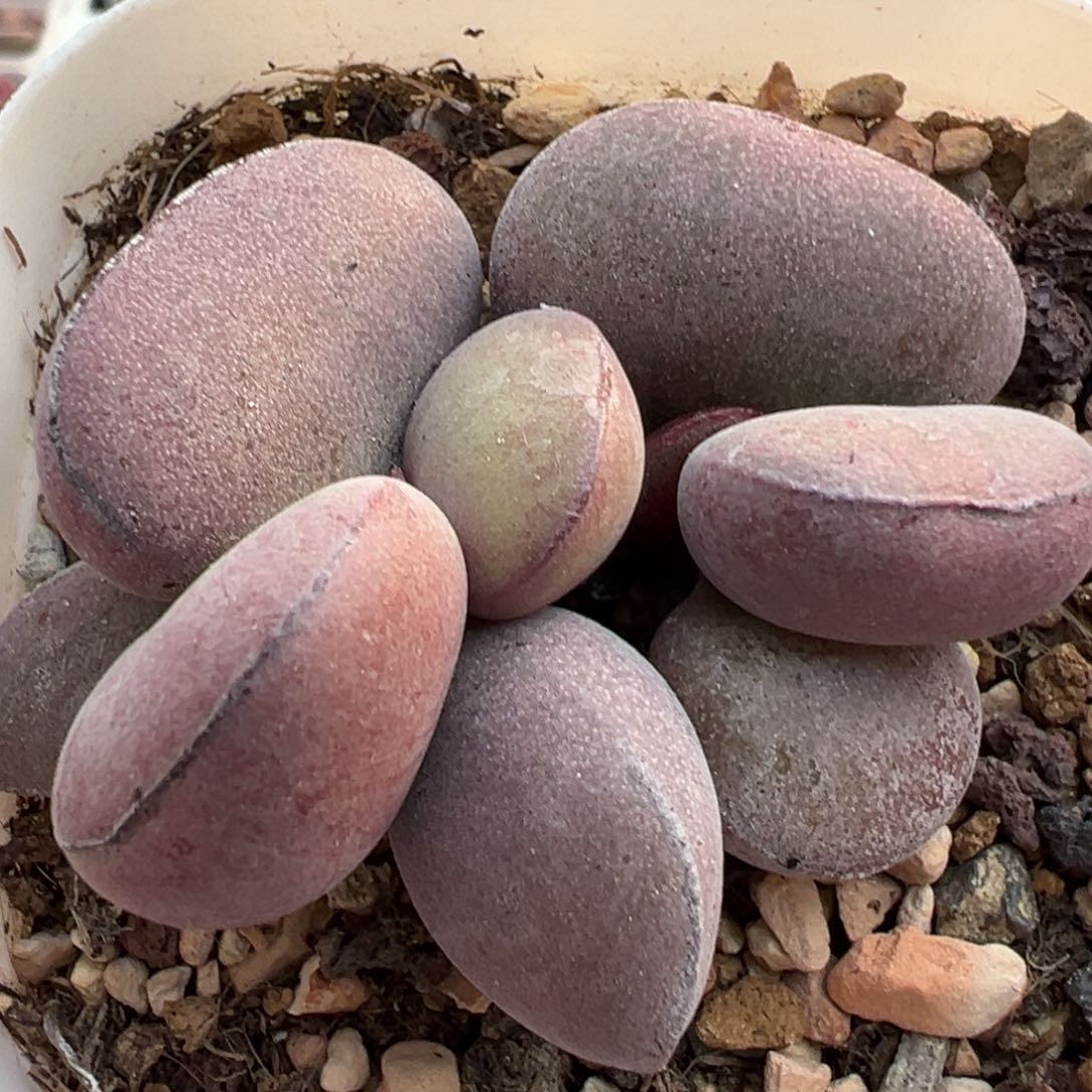 球球紫蛋多肉植物水泡