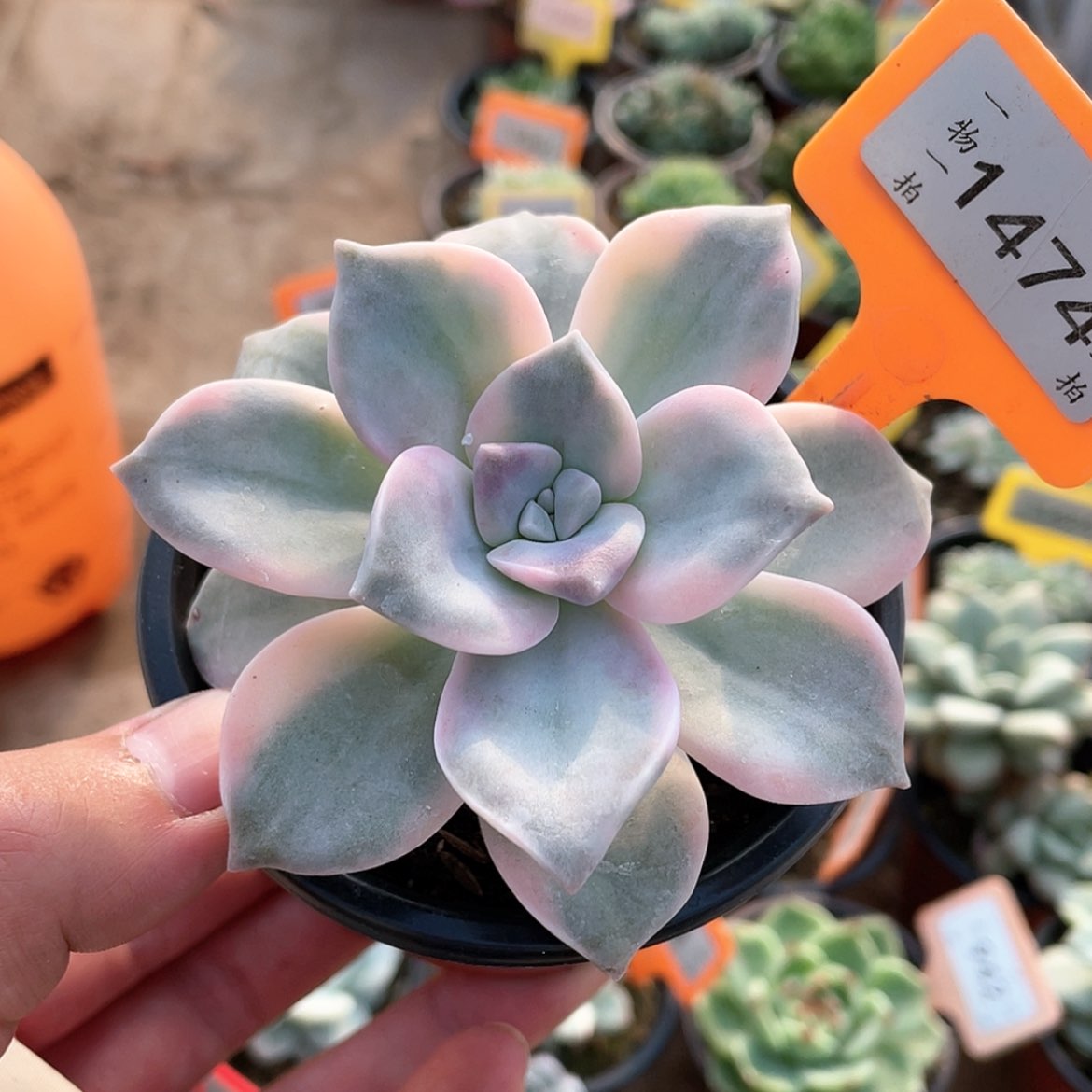 【闪购商品】无花朵1474