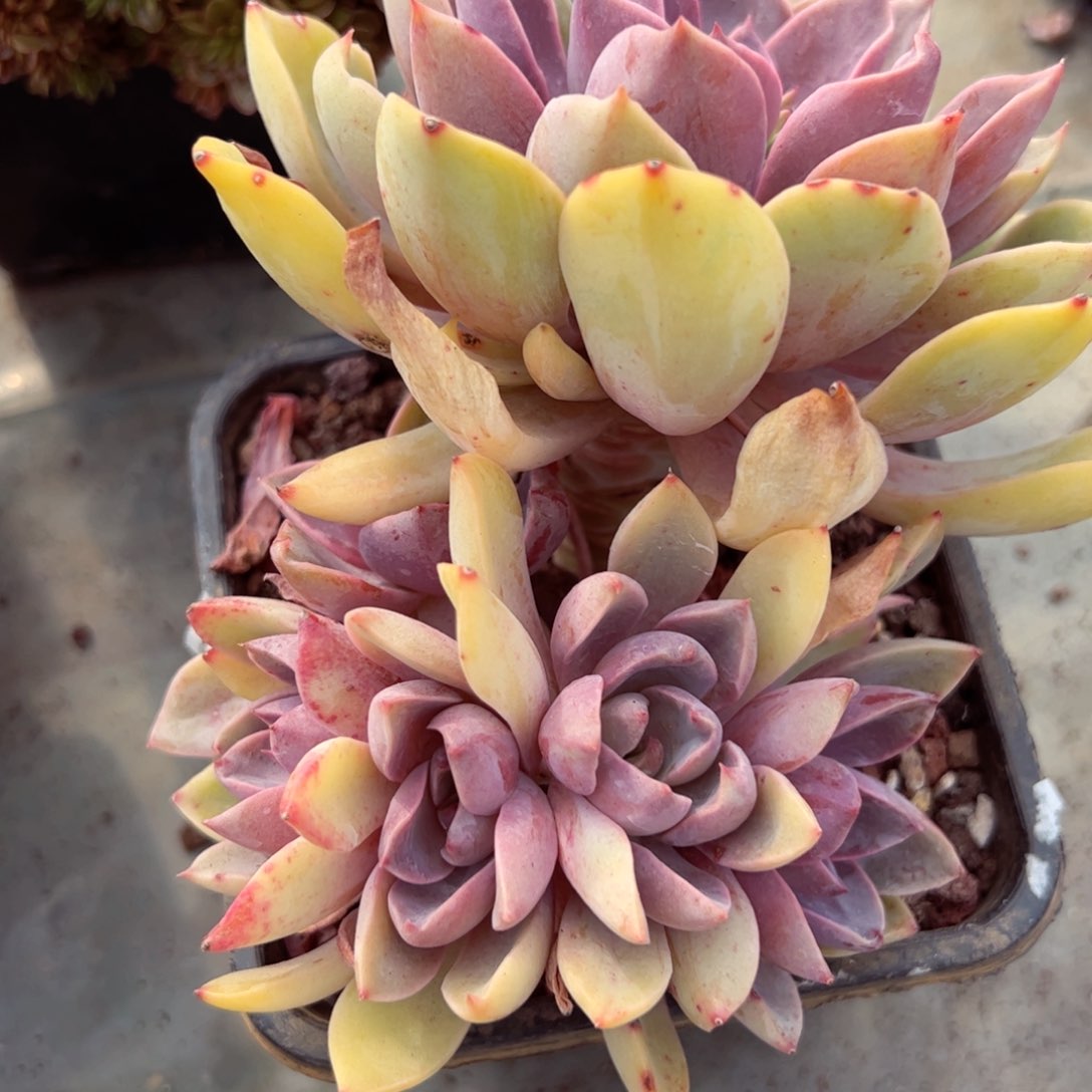 幸运的是我的朋友们一起