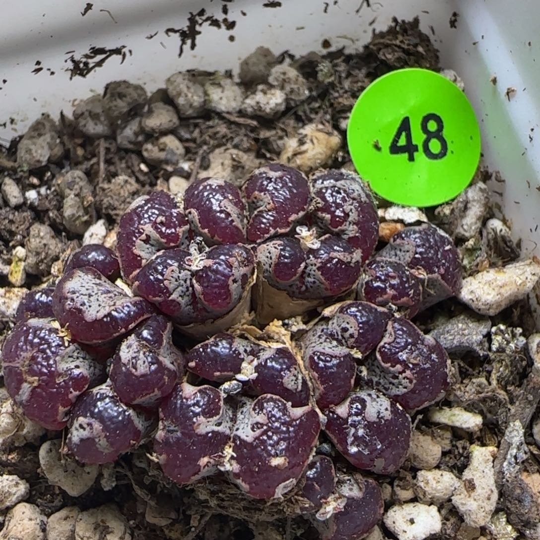 紫体超碟群多肉植物48