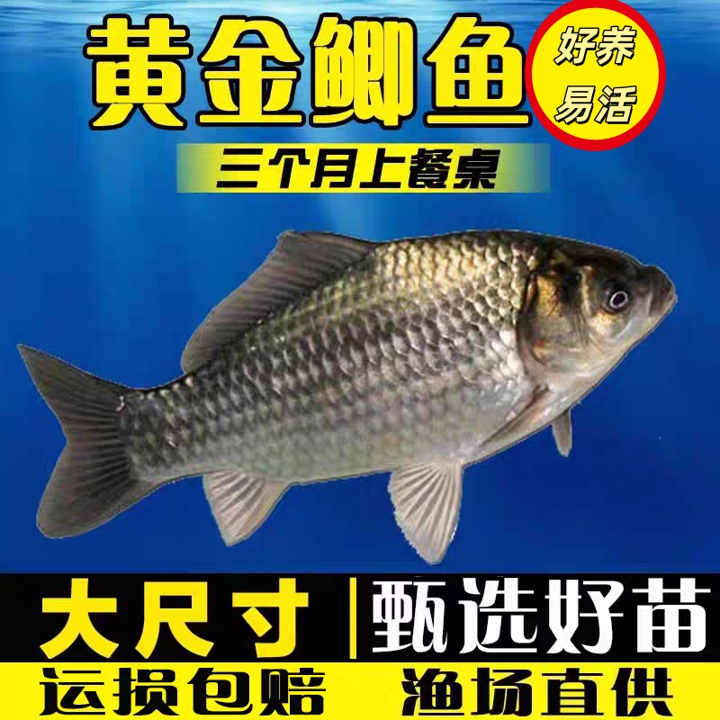 黄金鲫鱼淡水常温鱼类大尺寸池塘堰塘水库各地适宜四川眉山发货