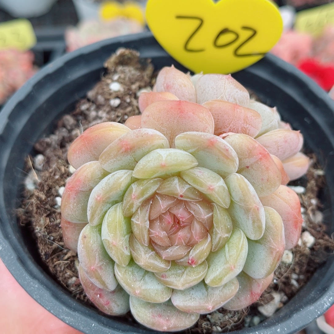 202号小老桩白恋双头