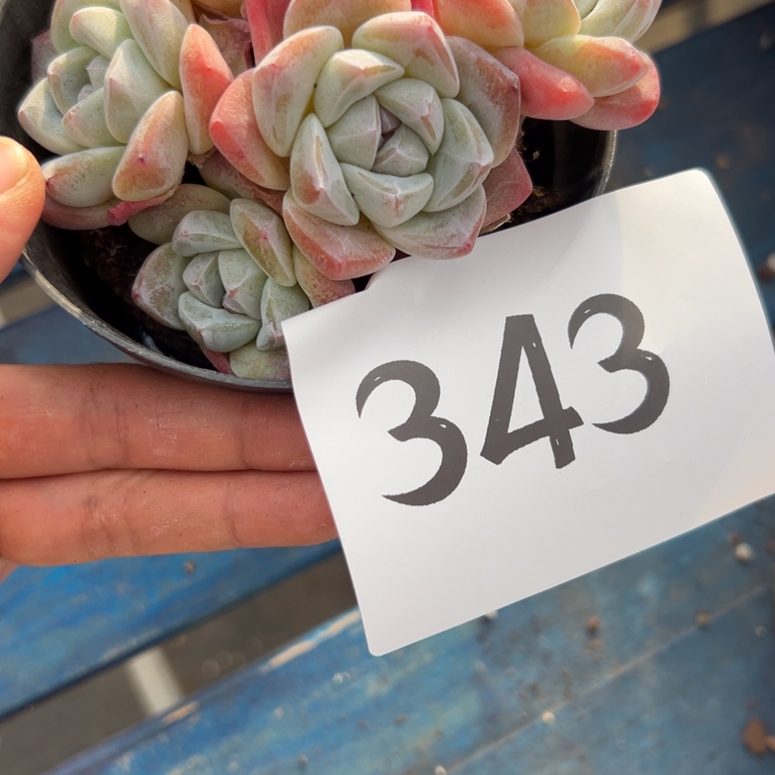 细***霏343、反反复复个哥哥哥哥v