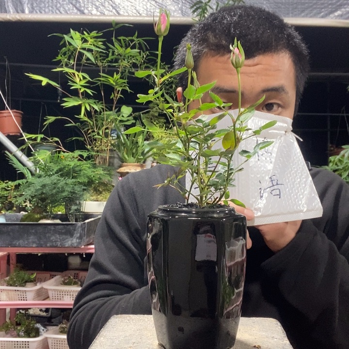 N****以实际为准盆景绿植盆栽56