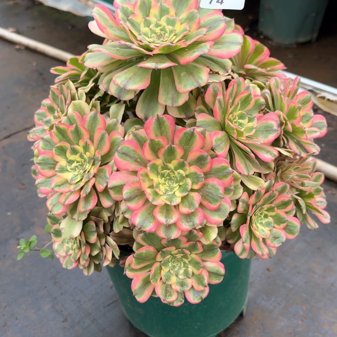 潘多拉法师多肉植物74