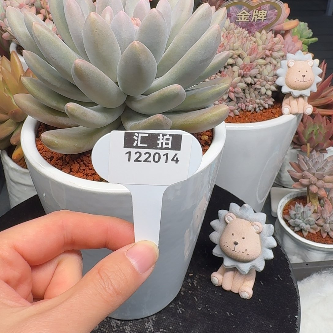 精品多肉植物122014