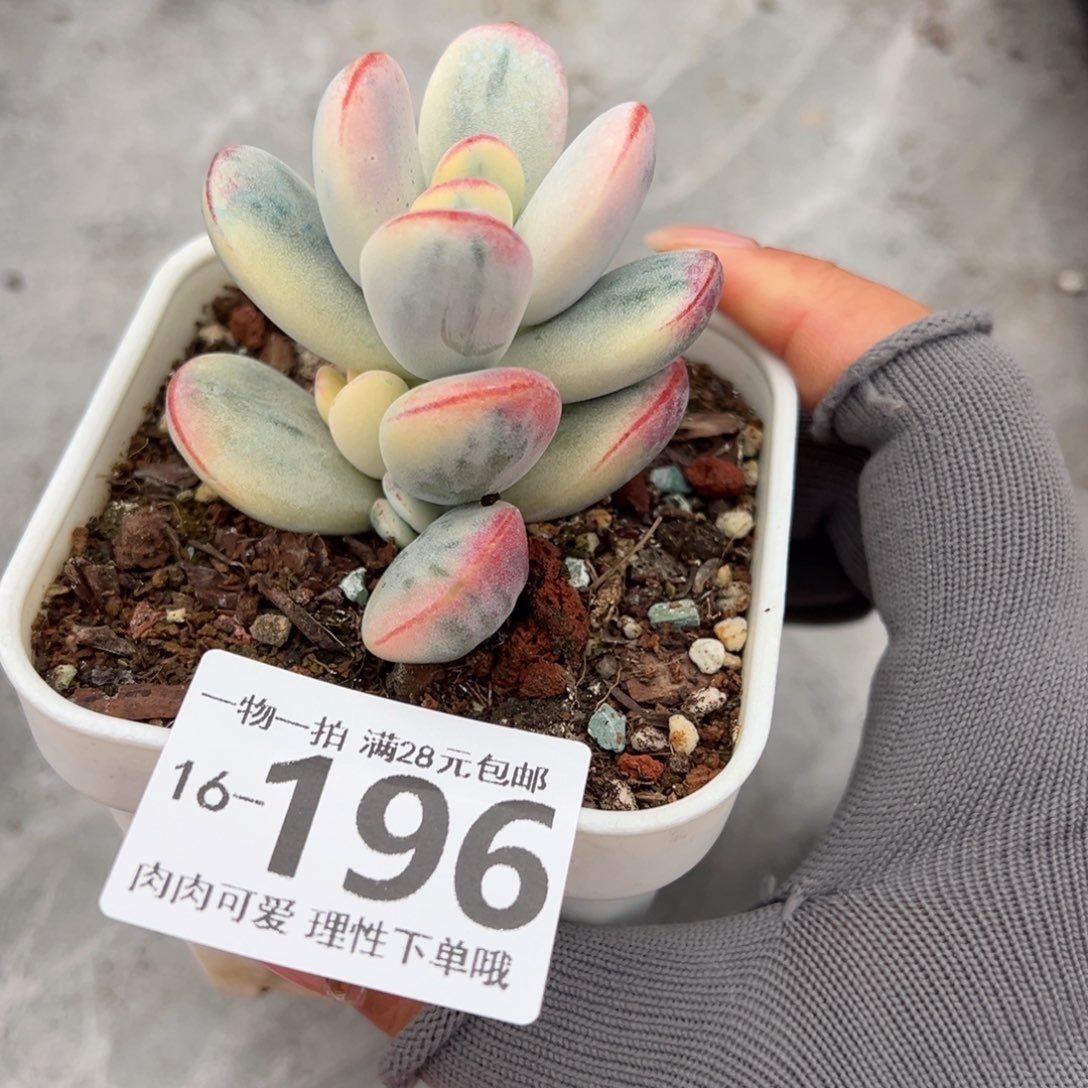 乒乓福娘锦多肉多肉多肉多肉多肉