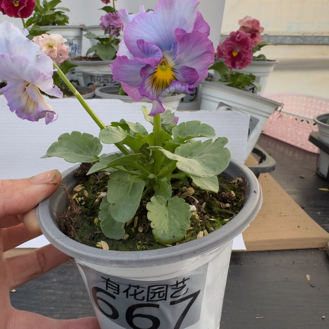 无花朵667号角堇