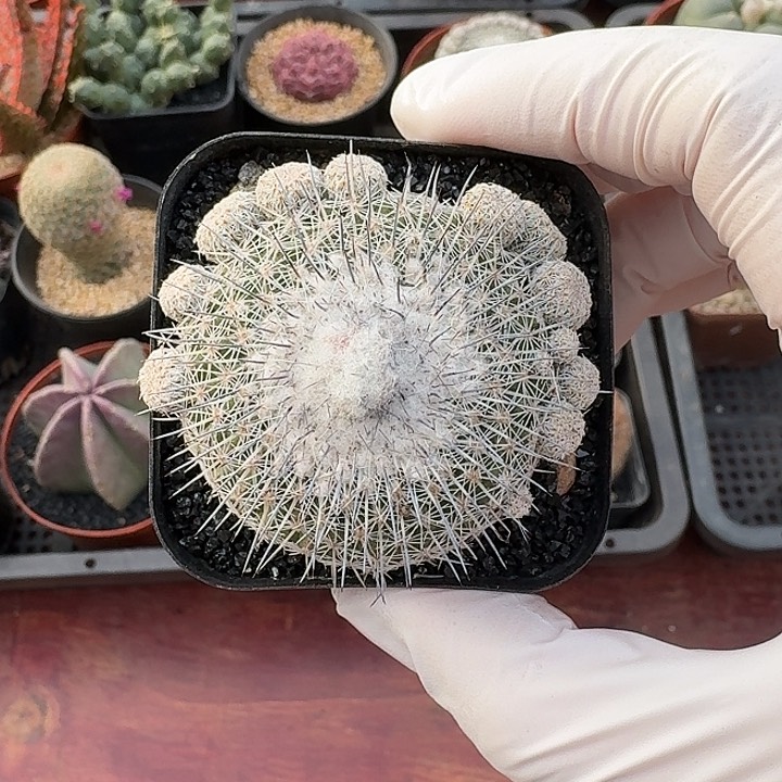 乌月丸仙人球123