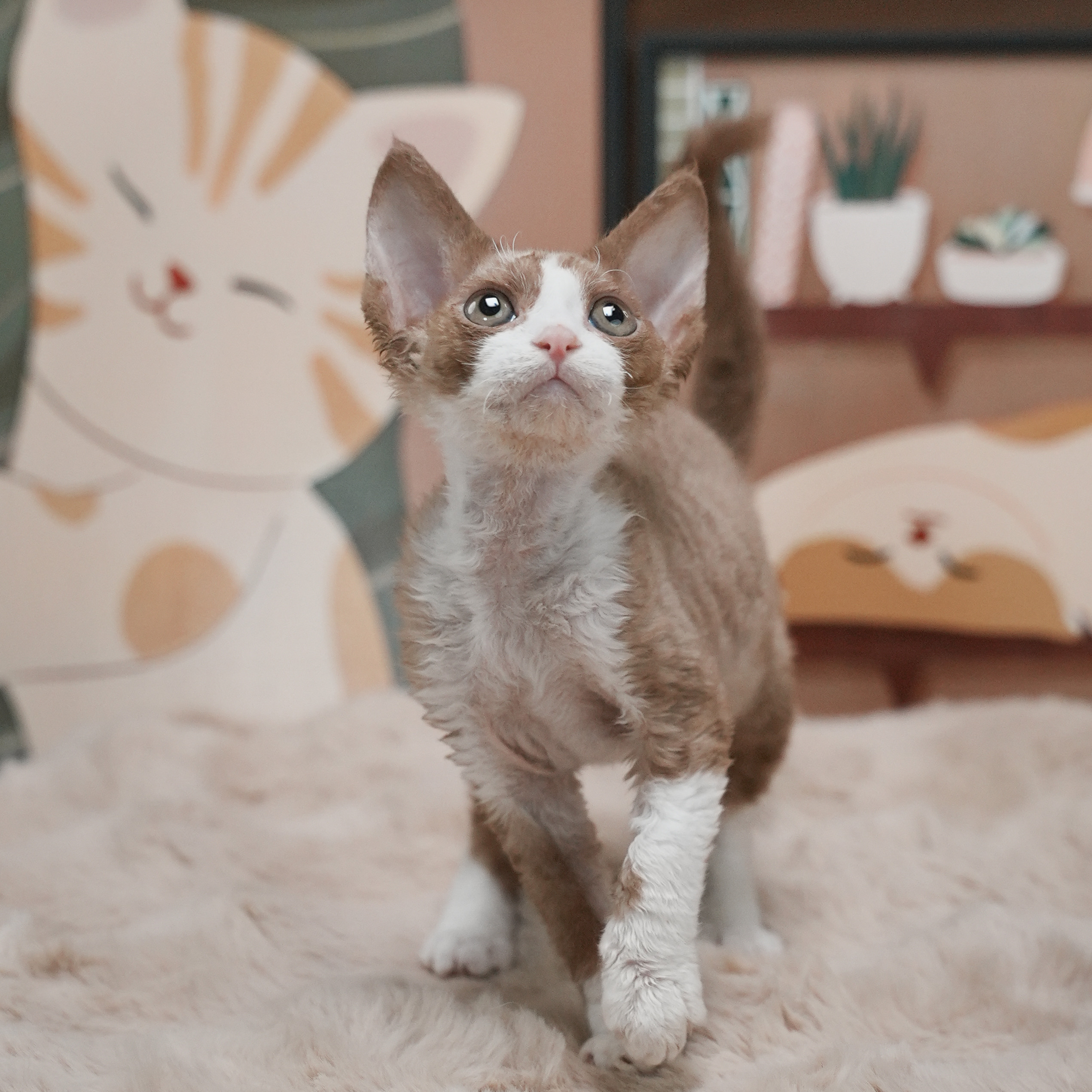 0918咖白开脸弟弟-陈皮