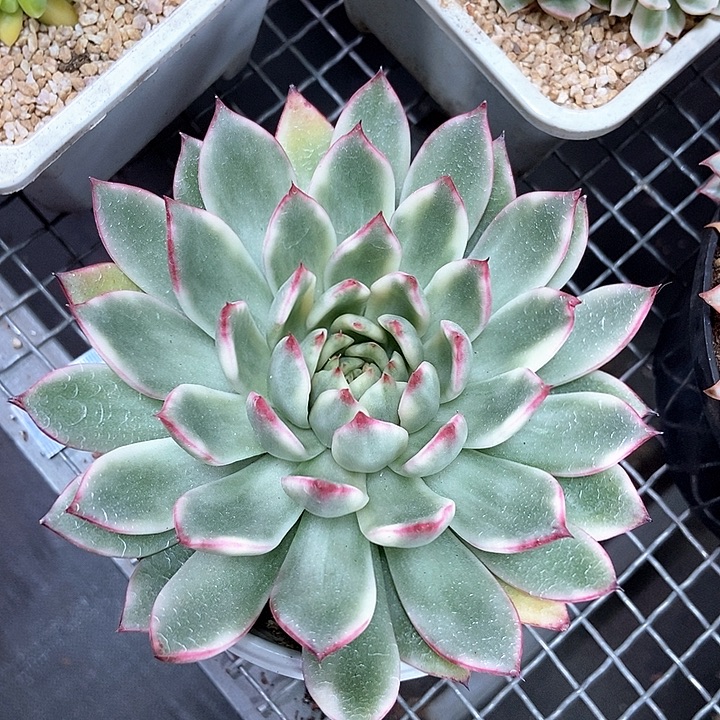 白茶花锦大单头多肉