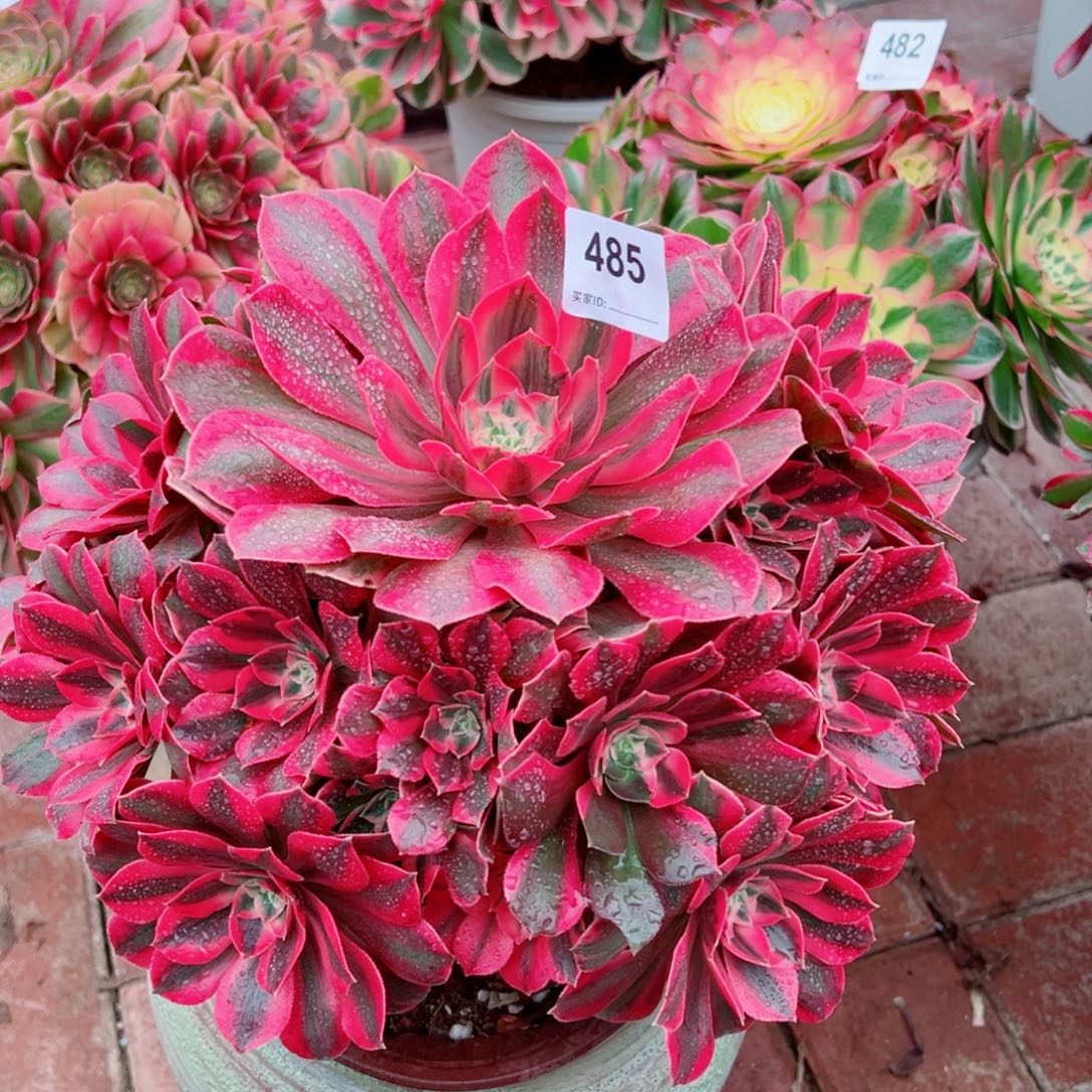 485红粉佳人法师多肉植物