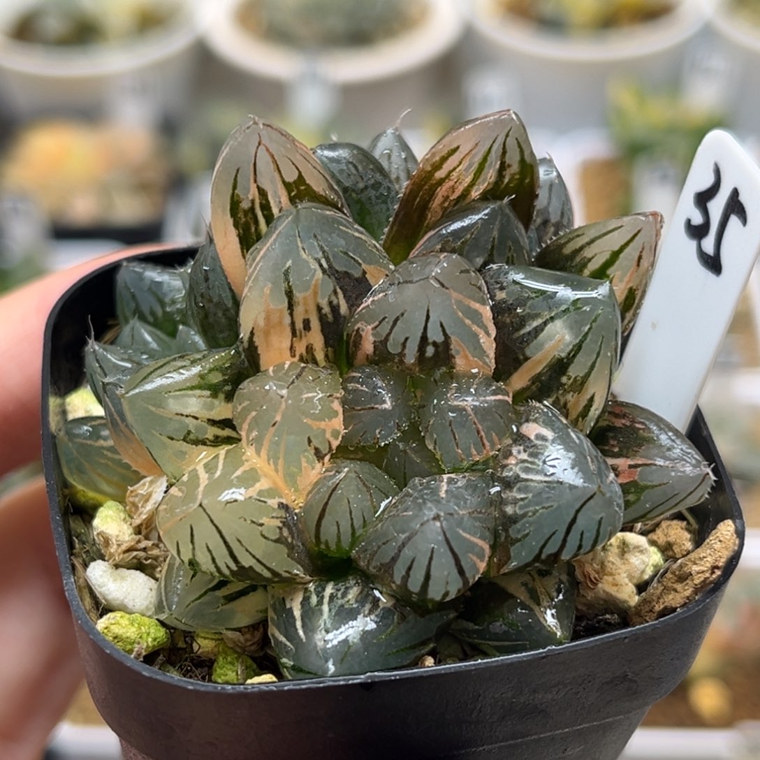 35龙爪玉露锦带仔福利专场