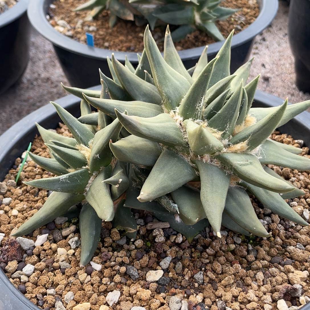 自根龙牙群生牡丹