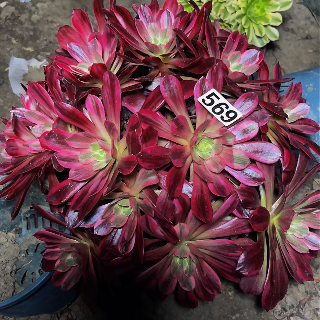 红陶法师法师13/39。包邮法师