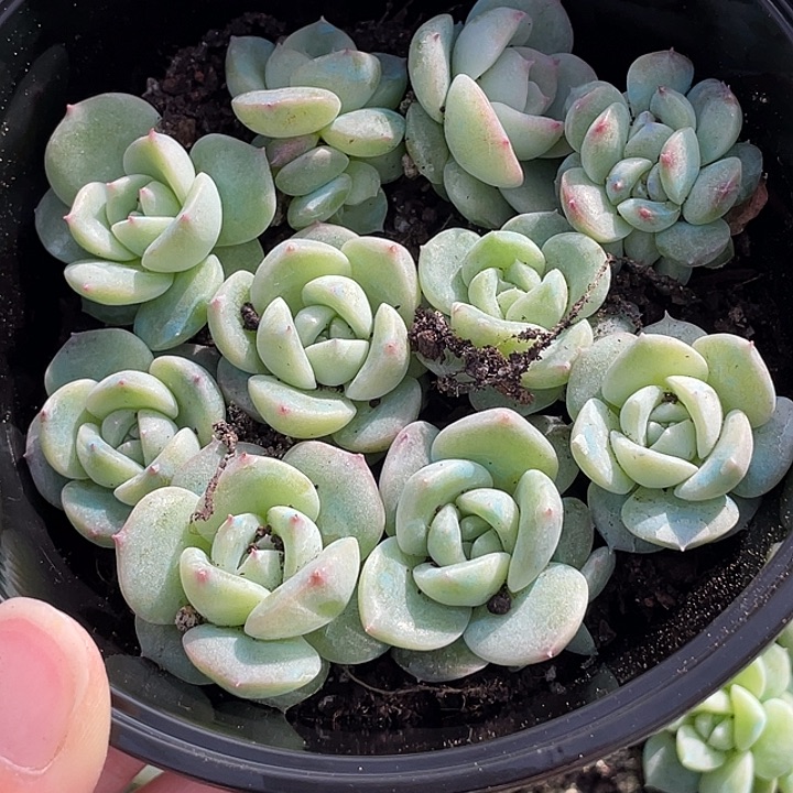 OTO多肉切糕优选dy2499