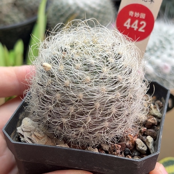 实生狂刺白翁玉5cm