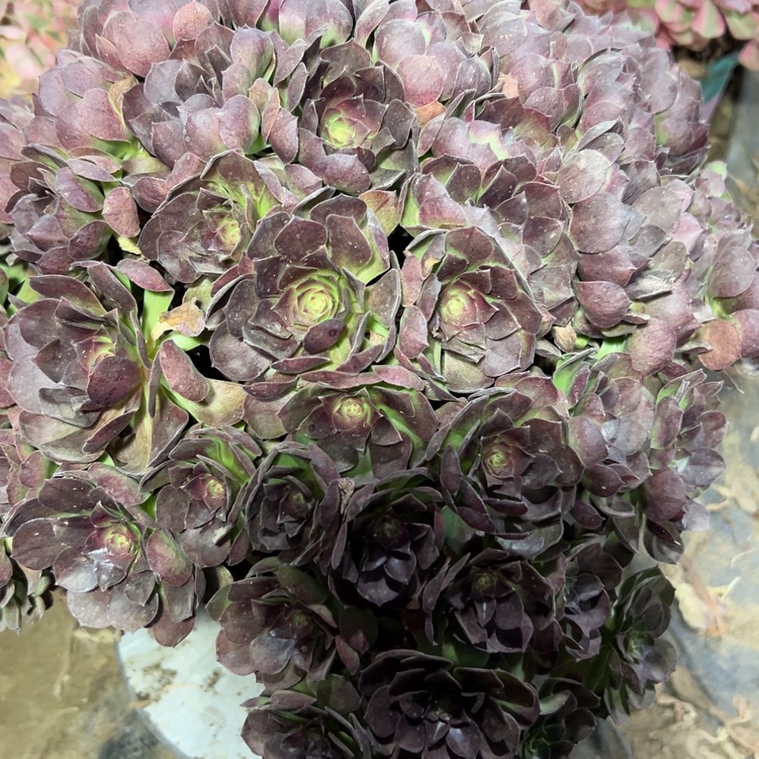 多肉植物紫罗兰法师310