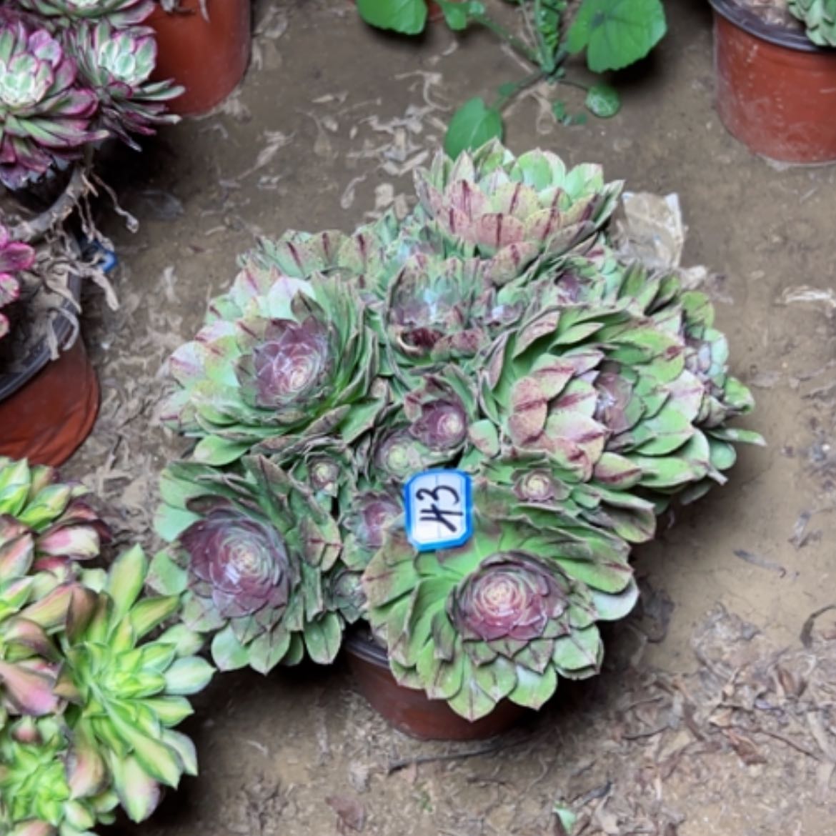 【闪购商品】多肉植物紫霞43