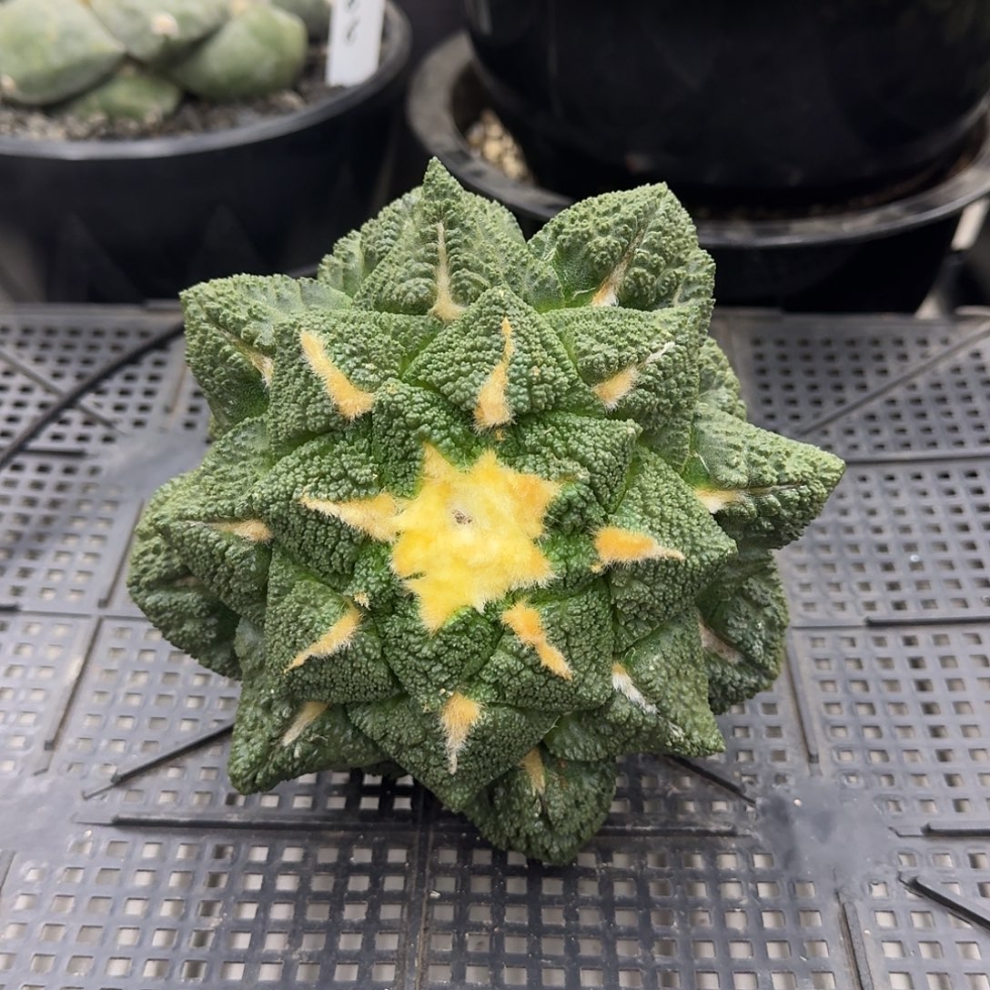 自根龟甲牡丹，13.9cm暂未开根