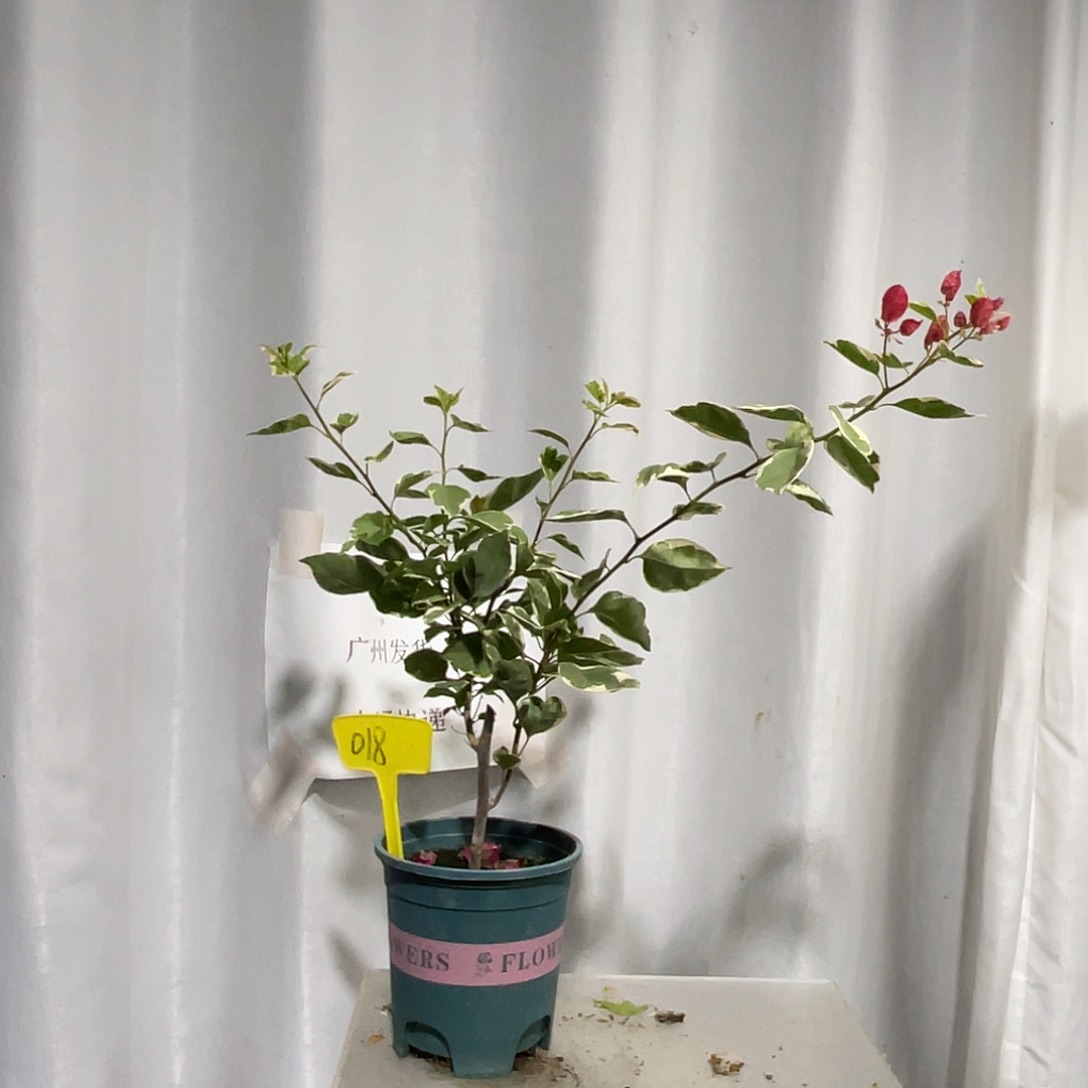 当前无花栽培后可以开花018孟加拉红扦插牙签苗