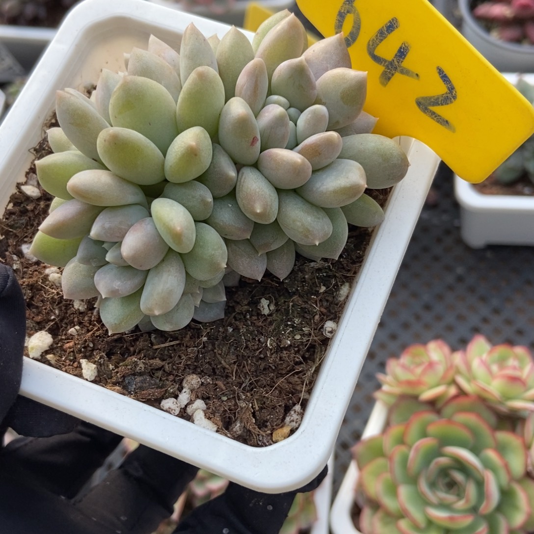 642奶糖多肉植物多肉