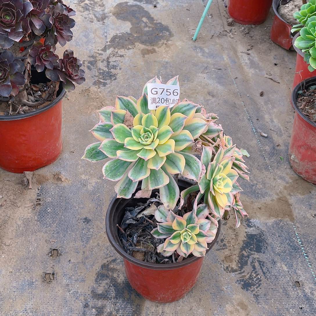 756灿烂多肉法师