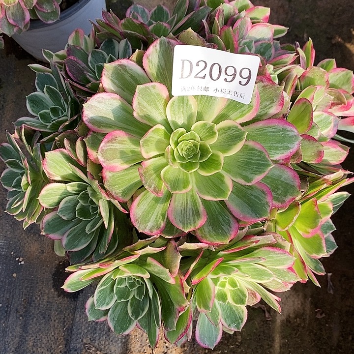 2099粉海王多肉植物