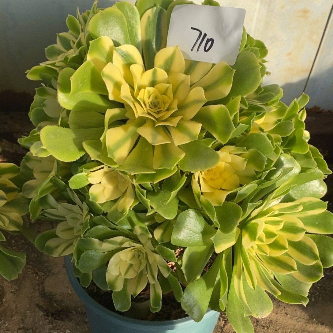 不开花植物710号辛尼亚多肉1颗