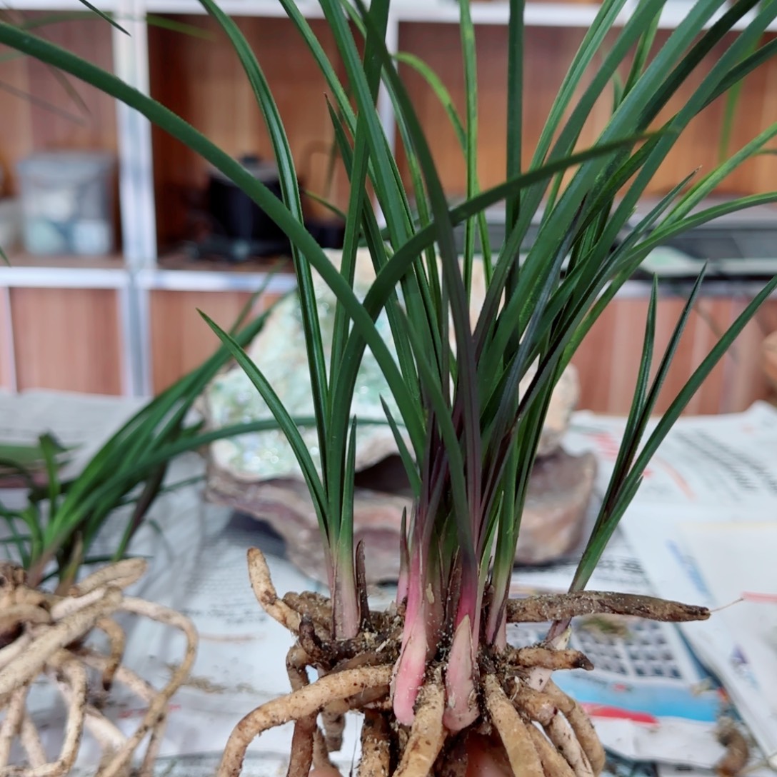 辉***耀完全开放惠兰红香妃