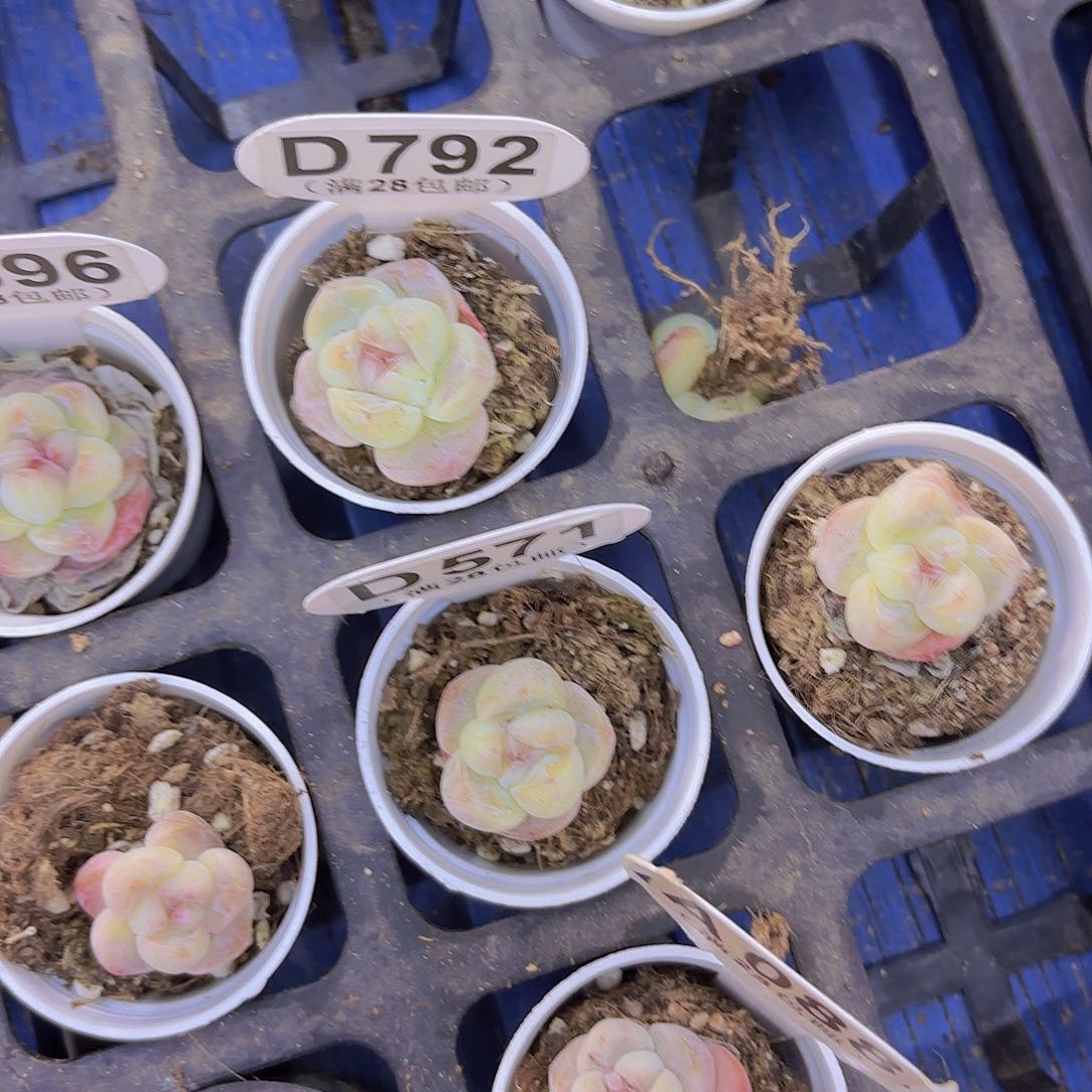 D792冰玉一物一拍