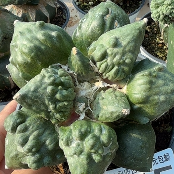 无花朵苗接大怒涛515