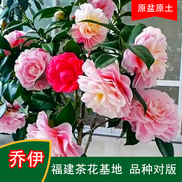 乔伊一树多色珍贵茶花品种室内外花卉阳台庭院福建茶花基地直销