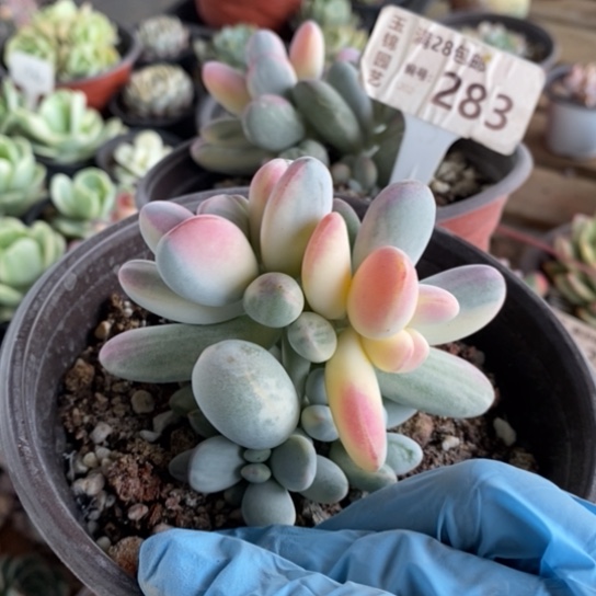 283一一一一一一一一一