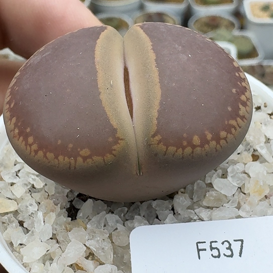 537多肉哈哈哈哈哈哈哈