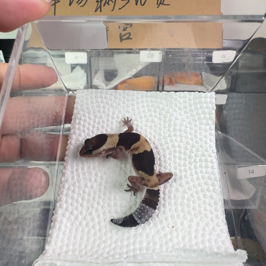 豹纹守宫原色瘾无纹妹妹