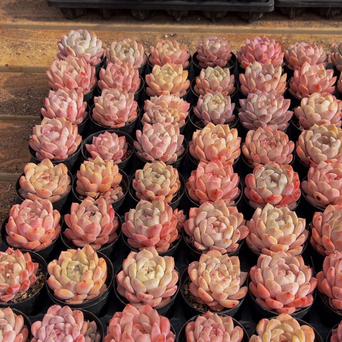 *****907多肉葡萄的味道真的是