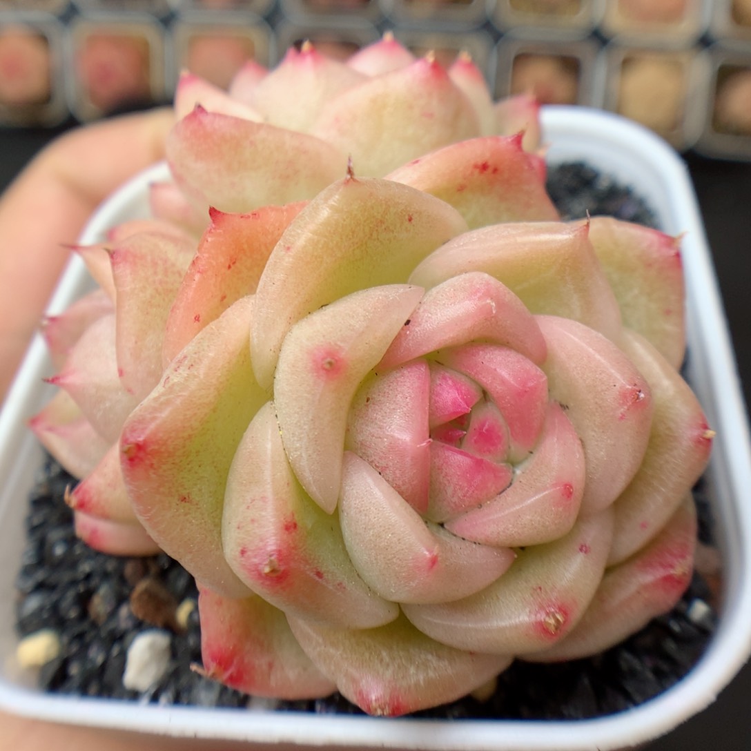 一物一拍精品多肉。糖心三头30