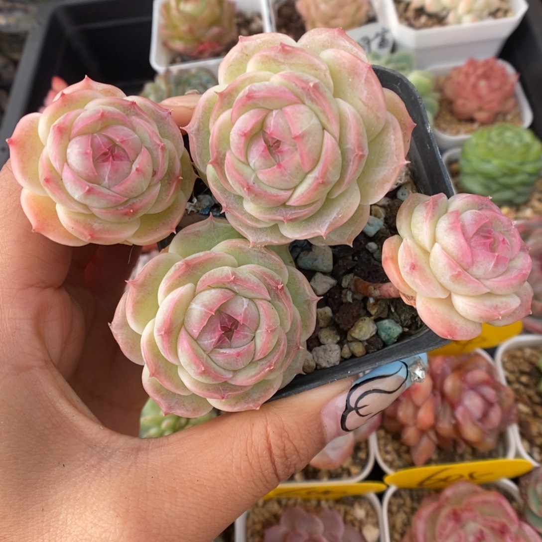 白芷珍妮群生311号。  