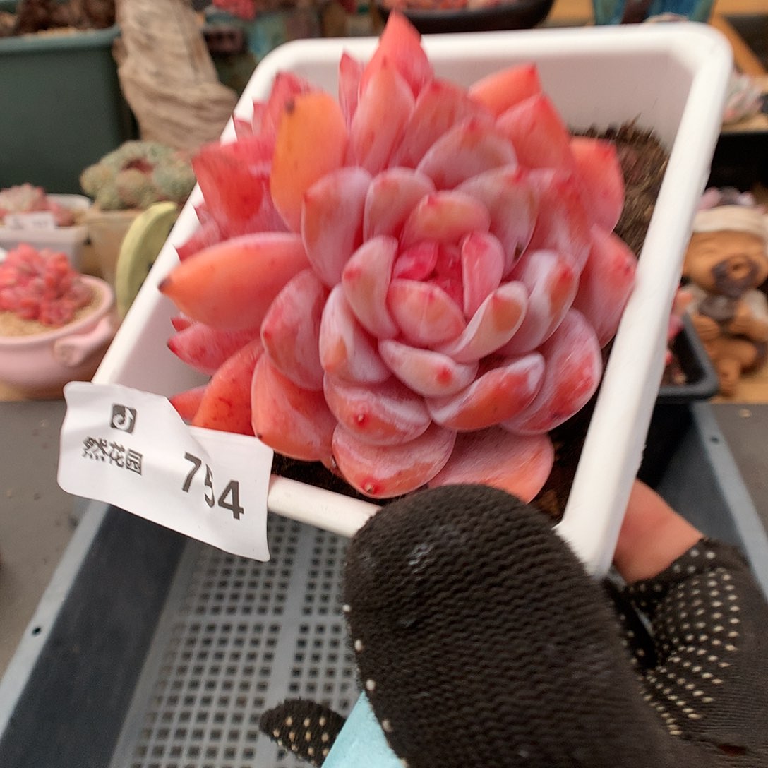 754雪天使多肉植物6666