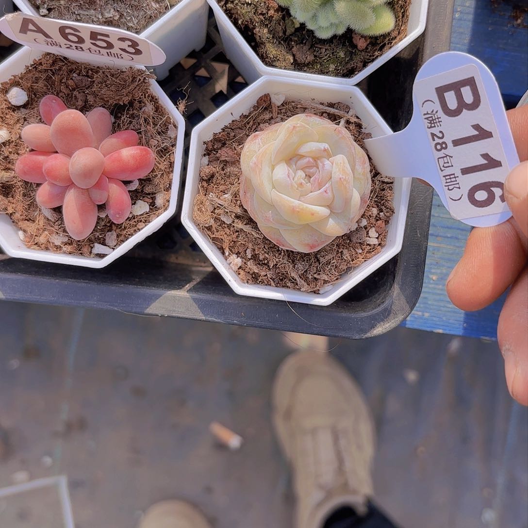 B116白雪一物一拍