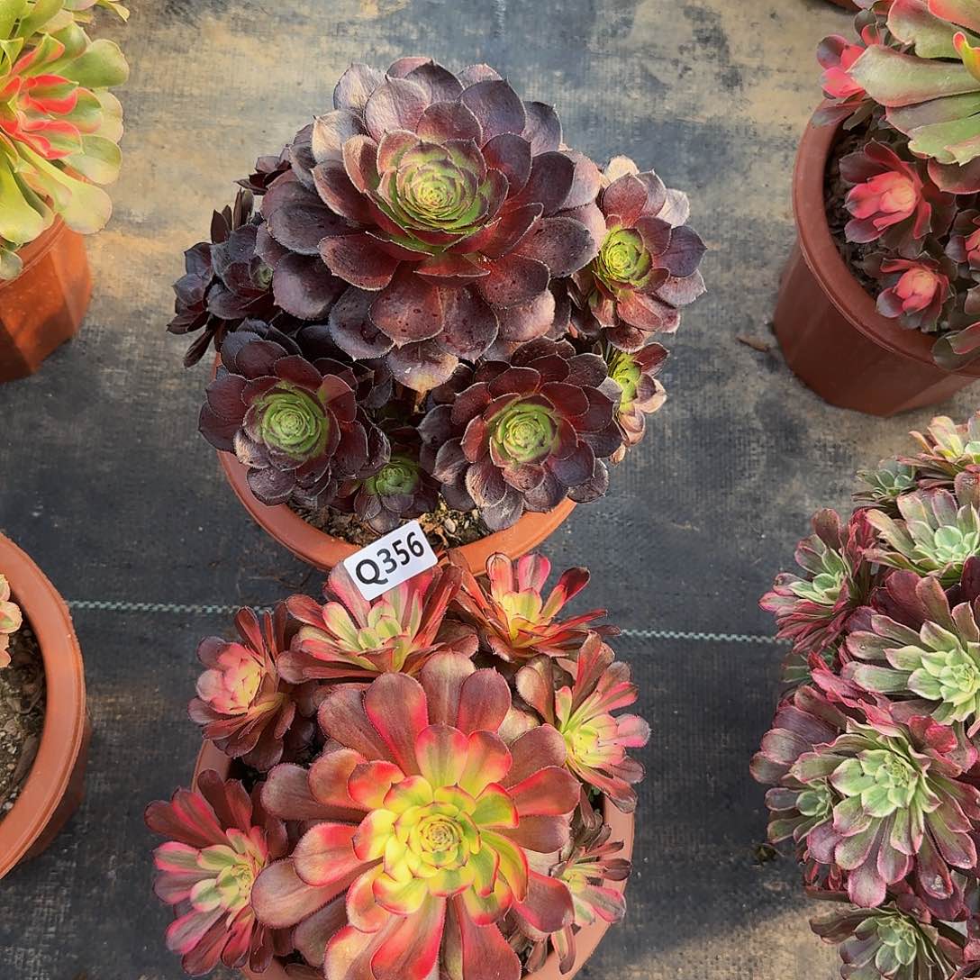 雨**?356黑寡妇黑金刚33冠服17.19左右