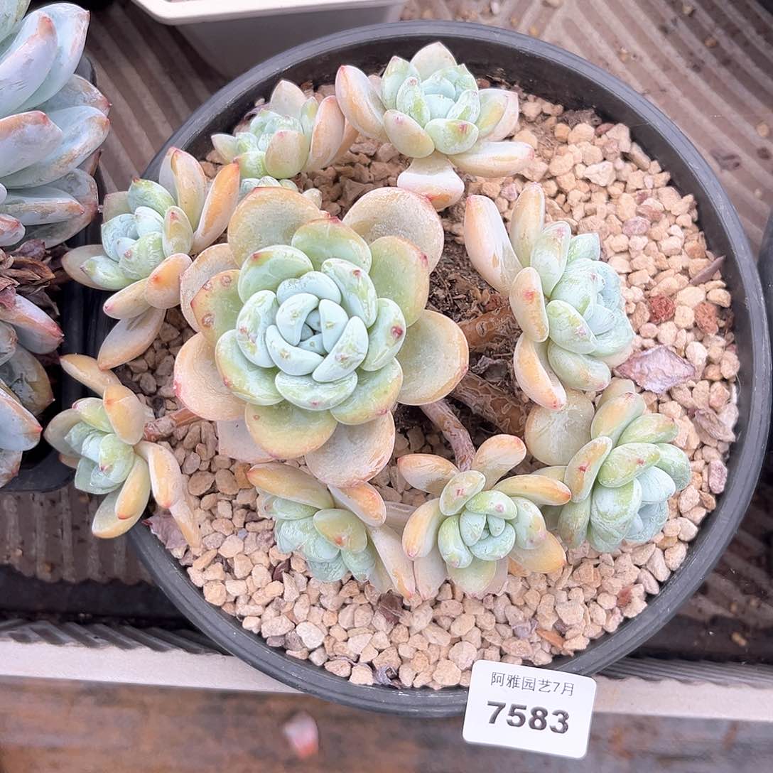 阿雅园艺。      7583